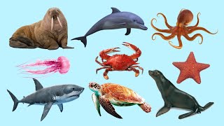 Sea Animals name for kids [upl. by Ahcim660]