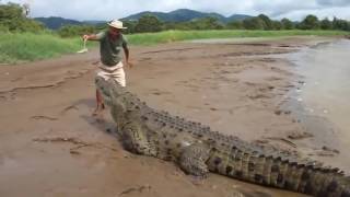 Crocodile qui attaque un homme [upl. by Teerprah633]