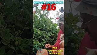 Organic Garden Facts 16 tomatoes organicgardening riverbearaquaponics [upl. by Bosson]