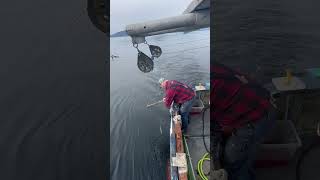 A little rusty Whacking cohos alaska fishing fish salmon coho [upl. by Eednak]