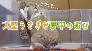 うさぎさんの一人遊び【フレンチロップ】French Lop [upl. by Thanos]