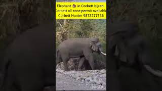 Tuskar Elephant 🐘 in Corbett bijrani 9873277136 [upl. by Tiat]