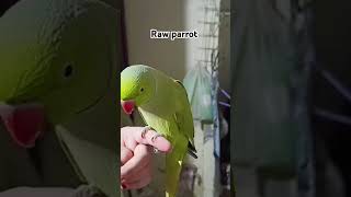 rawparrots beautiful foryou viralvideo [upl. by Henrion271]