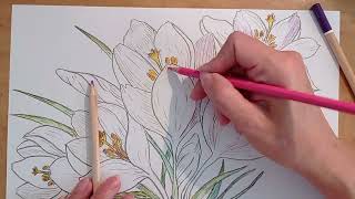 Draw spring flowers Crocuses with colored pencils Key points in drawing with pencils №3 [upl. by Nosyt]