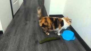 Verrückte Katzen  Gurken Compilation Lustige Katzenvideos [upl. by Ytima430]