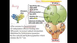 Ribonucleotide Reductase [upl. by Borreri]