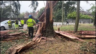 Big tree felled chipping and being told off 🤣 [upl. by Coughlin]