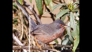 Chant de la fauvette pitchou  Song of the pitchou warbler songbirds birds bird oiseaux fyp [upl. by Sherm589]