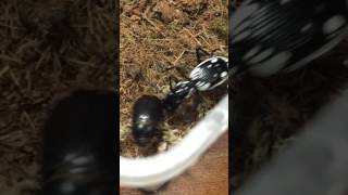 Egyptian Predatory Beetle vs Black Scarab トゥエルブスポッテッドプレデタービートルvsオオクロコガネ [upl. by Aivlis]