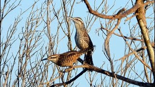 Yucatan Wrens Singing [upl. by Latin203]