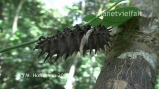 Larve des Vogelflügler Ornithoptera priamus Birdwing butterfly [upl. by Goodyear]