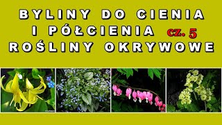 Byliny do cienia i półcienia cz05 serduszka dwa psiząb brunera prymule [upl. by Rosabelle]