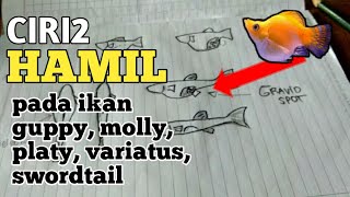 CIRI CIRI HAMIL PADA GUPPY MOLLY PLATY VARIATUS DAN SWORDTAIL [upl. by Oeniri]