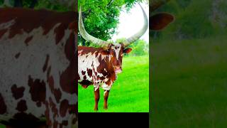 cow mooing sound effect funny 🤣 [upl. by Calla]