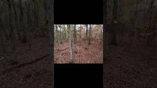 Hang on tree stand roadtoo2k youtubeshorts subscribe [upl. by Leihcey]