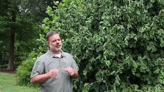 Harry Lauders walking stick Corylus avellana Contorta  Plant Identification [upl. by Carce]