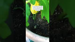 THE BEST WAY HOW TO GROW POTATOES IN THE BUCKET TAGALOG [upl. by Wilonah]