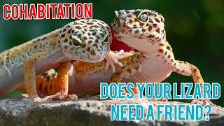 Cohabitating Leopard geckos  Everything you need to know [upl. by Dagna]