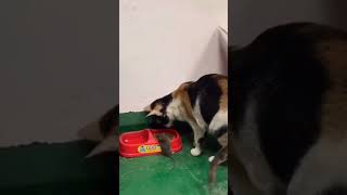 Cat carries mouse to food bowl 😲 [upl. by Nnyltiac]