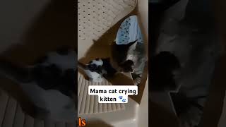 Mama cat crying baby kittens shorts shortsvideo ytshorts cat [upl. by Frohman696]