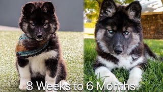 8 Weeks to 6 Months My Husky Transformation [upl. by Eri]