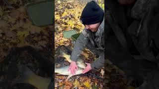 Карпики carpfishinglife fishing fish sorts sort carpfishing carp fishinglife [upl. by Cohbert659]