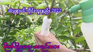 Agriculture သံပုရာပင်ကိုင်းကူးနည်း စိတ်ဝင်စားရင်ဝင်ကြည့်လိုက်ပါစိုက်ပျိုးရေးကရင်သား [upl. by Tuddor86]