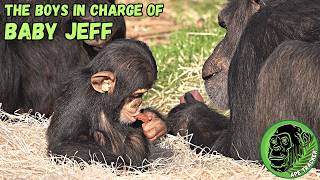 Alpha Male Chimps Looking After Baby Chimp Jeff  animals [upl. by Enomas]