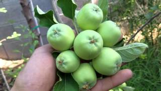 3 varieties of apples growing on one tree in Phoenix AZ [upl. by Neerual644]