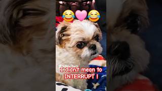 Shih Tzu dog REALLY WATCHING TV dog shihtzu puppy agt [upl. by Sklar]