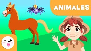 Los animales vertebrados e invertebrados para niños  Resumen  Mamíferos artrópodos gusanos y más [upl. by Hazeghi]