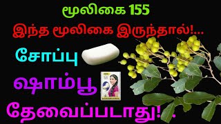 பூந்திக்கொட்டை மரம்நெய்க்கொட்டான்Sapindus emarginatusSapindus saponariapoonthikottai treeAlasal [upl. by Rise318]