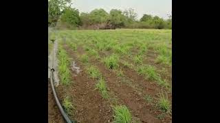 Citronella Plantation Citroenella Farming citronella plant Citronella Plantat in India Slips [upl. by Caritta]