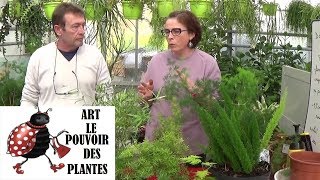 Conseil jardinage asparagus sprengeri Comment faire un semis Plante verte [upl. by Wsan118]