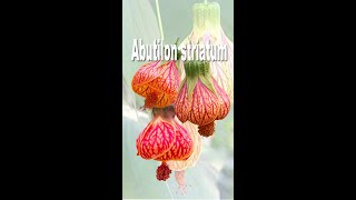 Lantern but not a lantern  Abutilon pictum syn Abutilon striatum [upl. by Mckenzie]