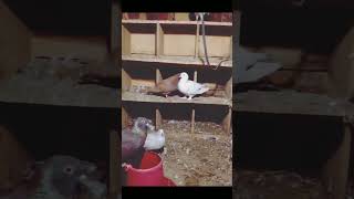 LOVE BIRDS 💕💕viralvideo viralshorts [upl. by Bobseine]