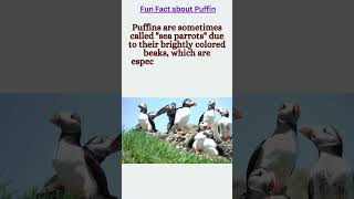 funfact about Puffin funfact puffin puffins puffinfacts puffinlover [upl. by Rovelli400]