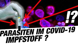 Parasiten in COVID19 Impfstoff I RADIO Freie Niedersachsen [upl. by Garber]