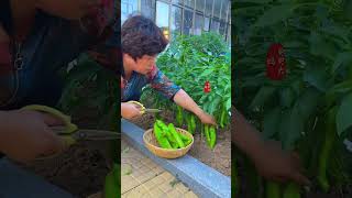 Grow your own vegetables eat healthy grow happily  My little vegetable garden  Can be planted [upl. by Cai]