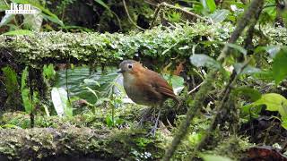 Rustytinged Antpitta Grallaria przewalskii endemic to Peru [upl. by Idelle142]