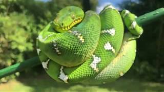 Nigel  Northern Emerald Tree Boa Corallus Caninus  2160p [upl. by Nyloj723]