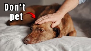 STOP Petting Your Dog’s Head Right Now – Until You Know THIS [upl. by Anrev755]