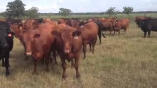 Red Angus Heifers Waller Tx [upl. by Willa]