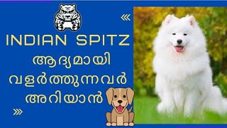 Indian Spitz is good for first time owner  First time dog owner guide  indian spitz malayalam [upl. by Tecu]