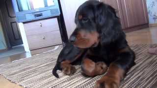 Gordon setter puppy Geldie and fly 20072013 [upl. by Itram]