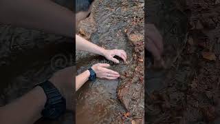 The process of catching river shrimp [upl. by Kcinimod]