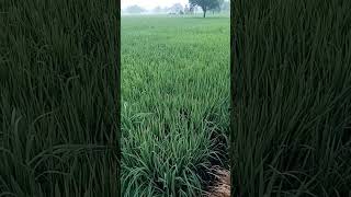 0 52 34 fertilizer।0 52 34 price।potash। पोटाश।potash price।potash। farming shortsvideo shorts [upl. by Llerod747]