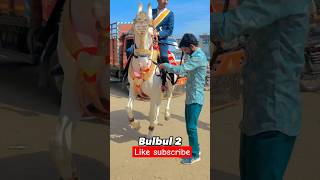 STELION BULBUL HORSE LOVER viral shortsviral viralvideo follow 🥰 [upl. by Andert]