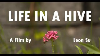 Life in a Hive  A Documentary Film [upl. by Auod727]