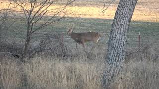 Midwest Whitetail Trailer [upl. by Hteazile]